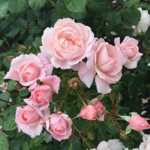 MAURITIA (hybrid tea)